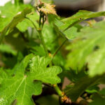 vin-crama-dealul-dorului___