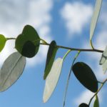 TOTUL despre beneficiile frunzelor de eucalipt