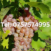 vinuri imbujorate, emotie, dealu bujorului