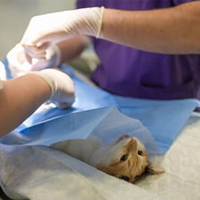 usamv bucurești, premieră la usamv, primul spital universitar veterinar