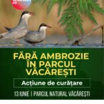 ambrozia_